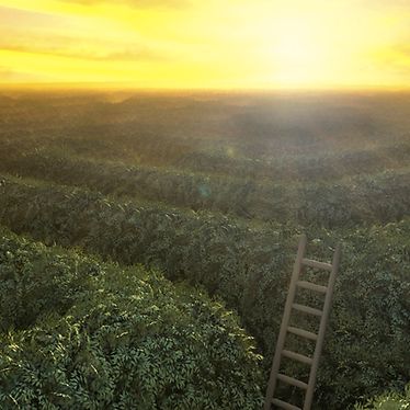 maze with ladder at sunset